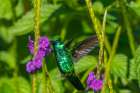 Trinidad. Blue-chinned sapphire hummingbird feeding on vervain flower. Art Print
